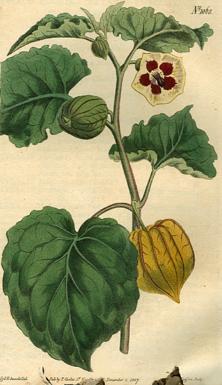 Physalis peruviana